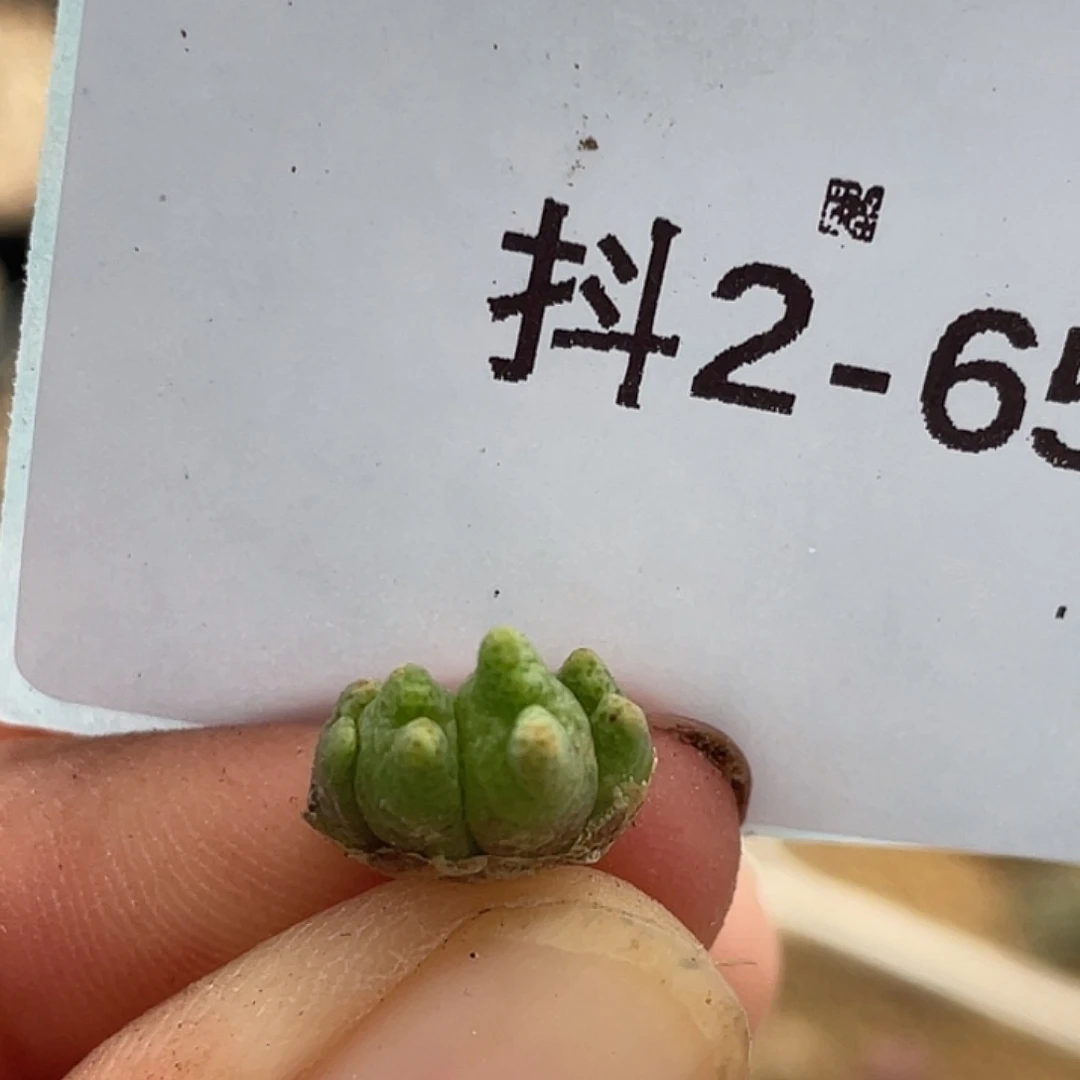 2-65鹿角斑马多肉植物