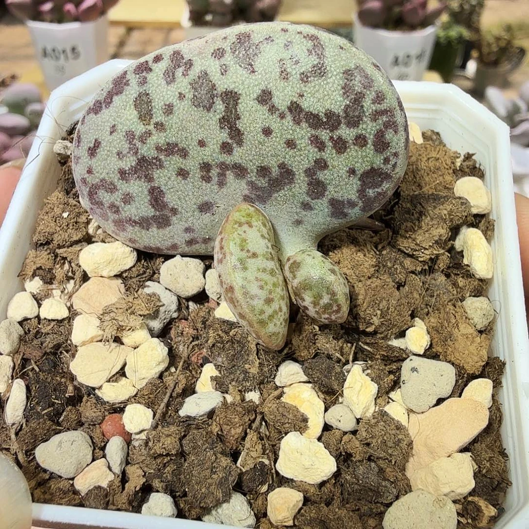 花蛋水泡多肉植物
