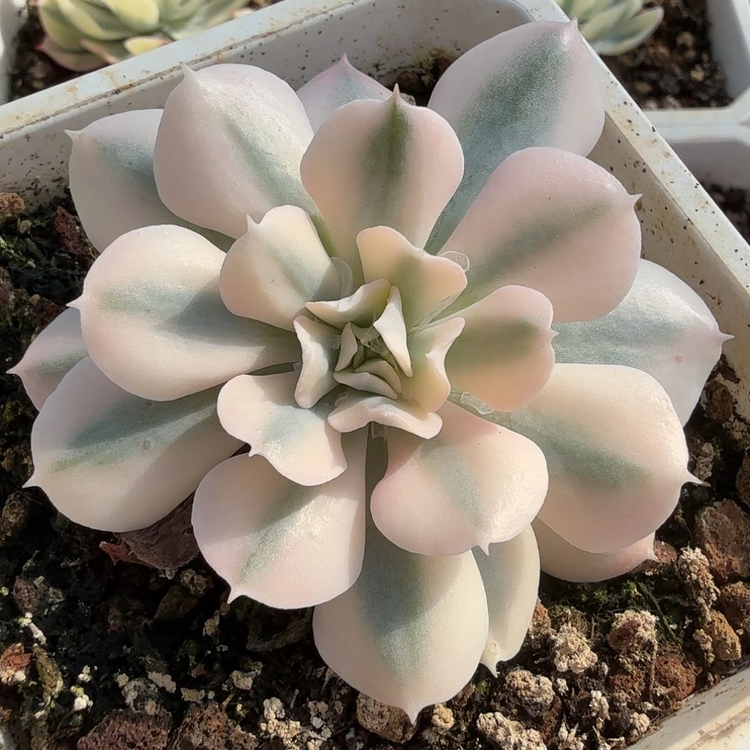特玉莲锦，多肉植物