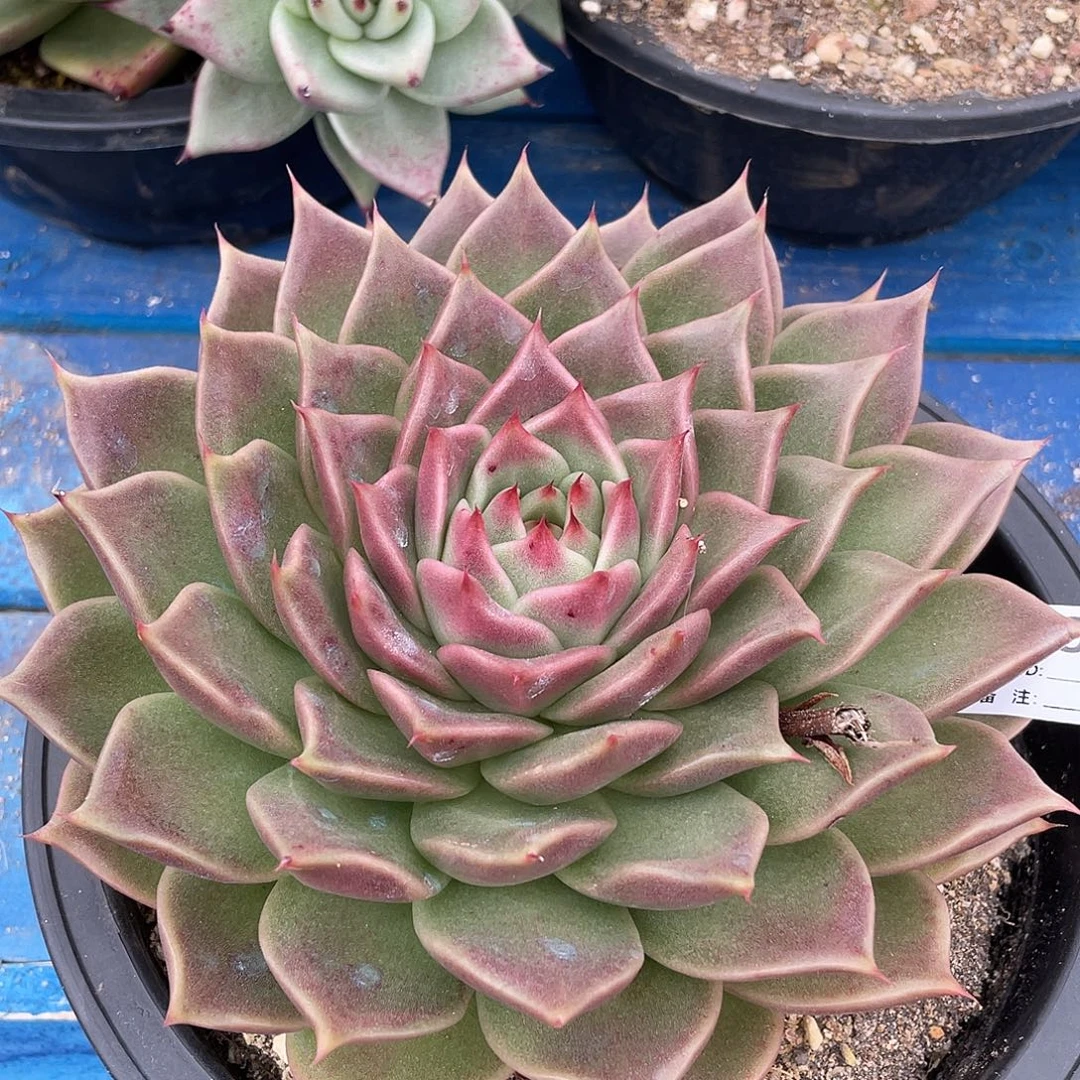 若如东云单拍C953