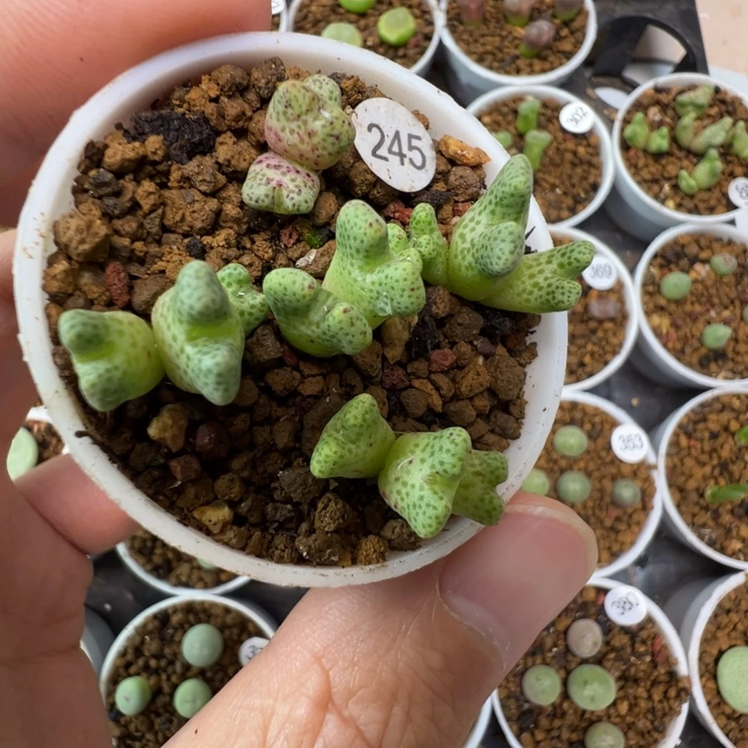 鹿角斑马一颗脱土245000