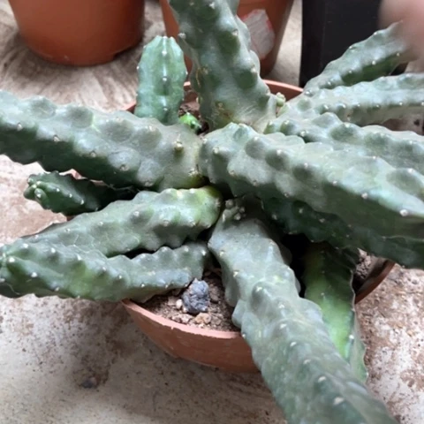 水仙仙人球5米不退不换