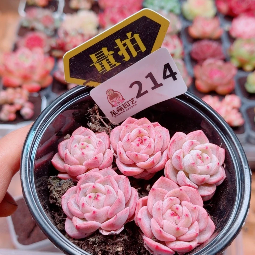 多肉植物多肉植物