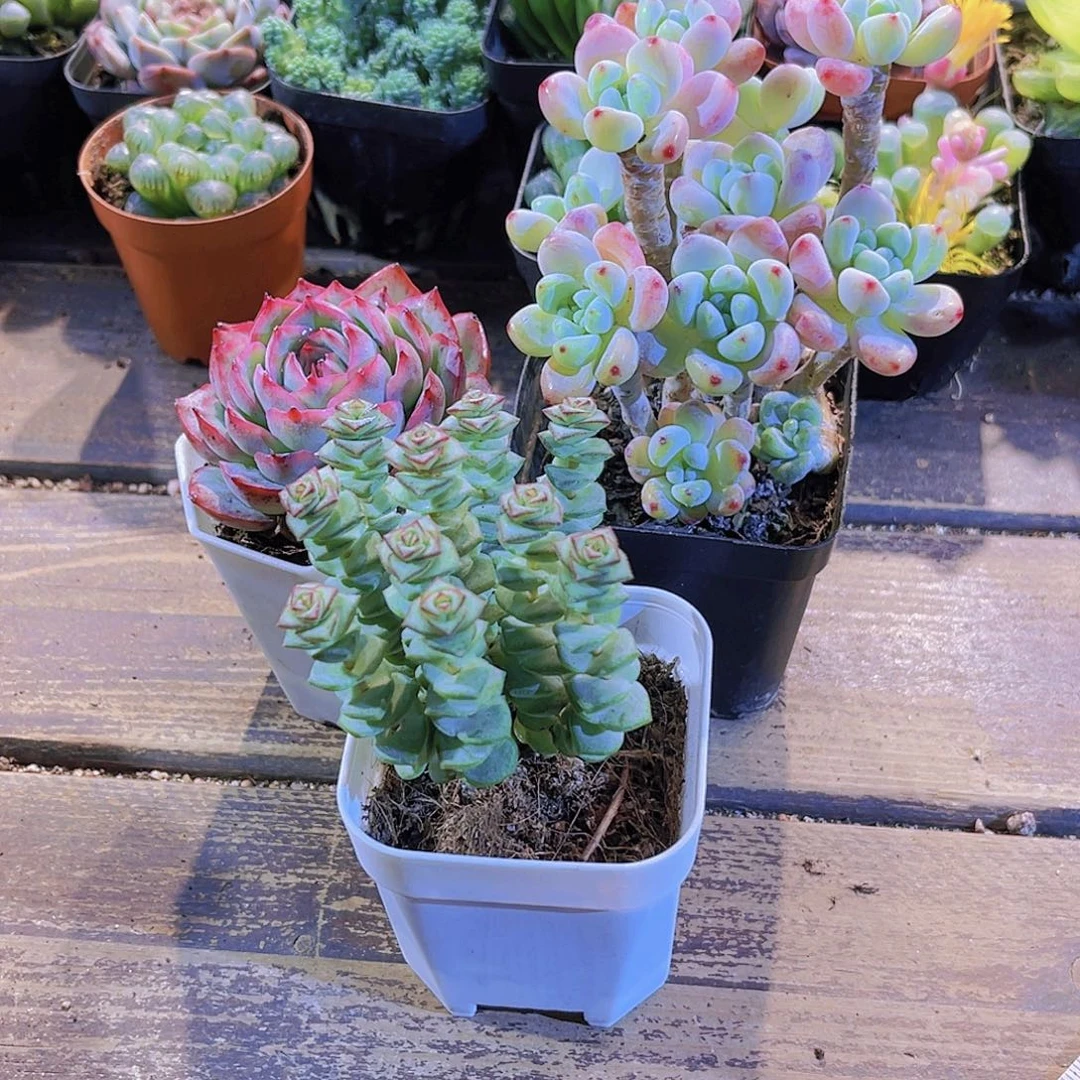 俩盆侧影。俩盆钱串。罗琦