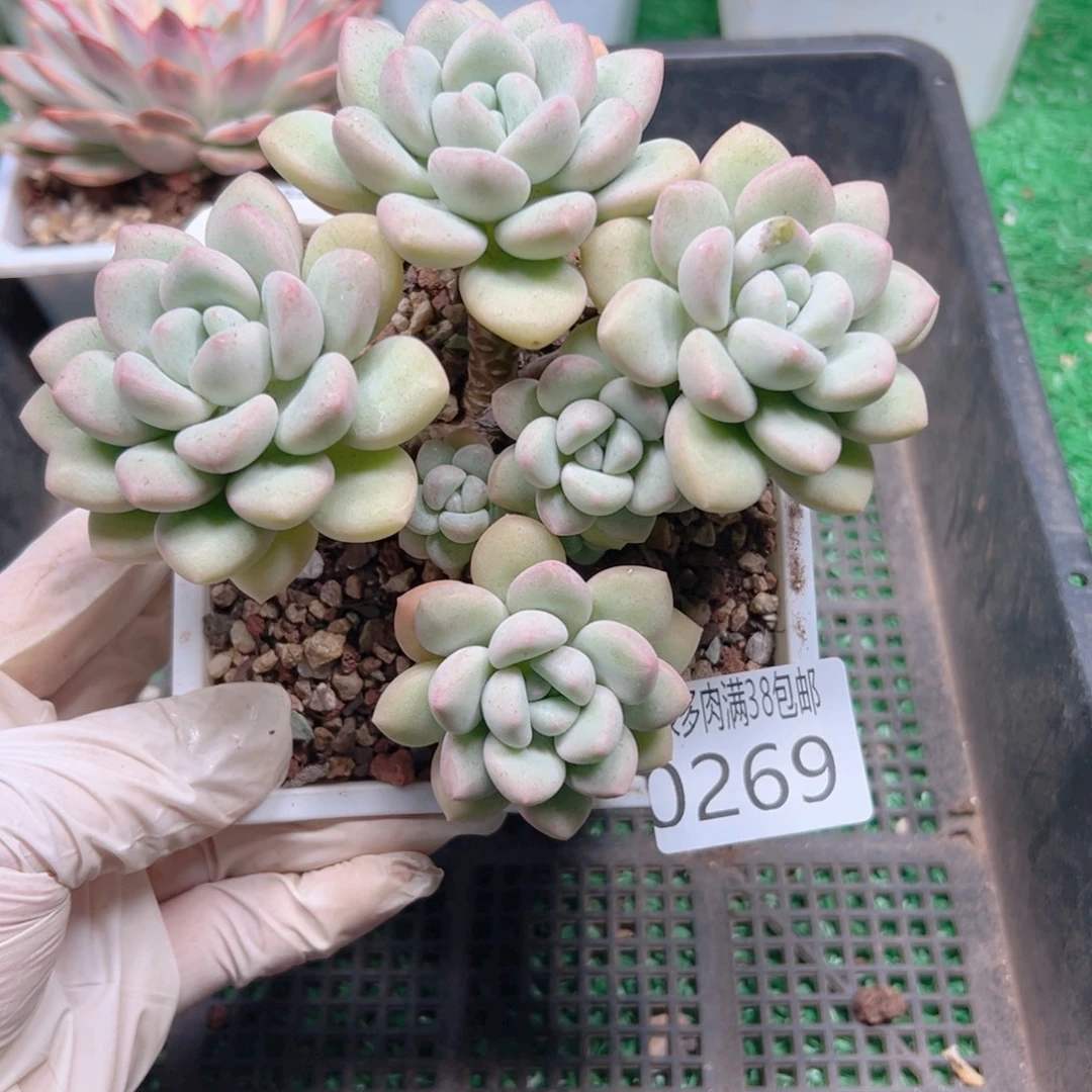 多肉一物＿拍植物0269