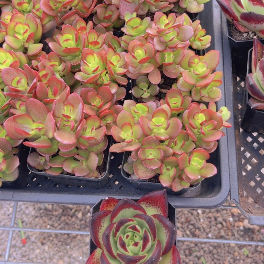 超级黑檀➕摇钱树