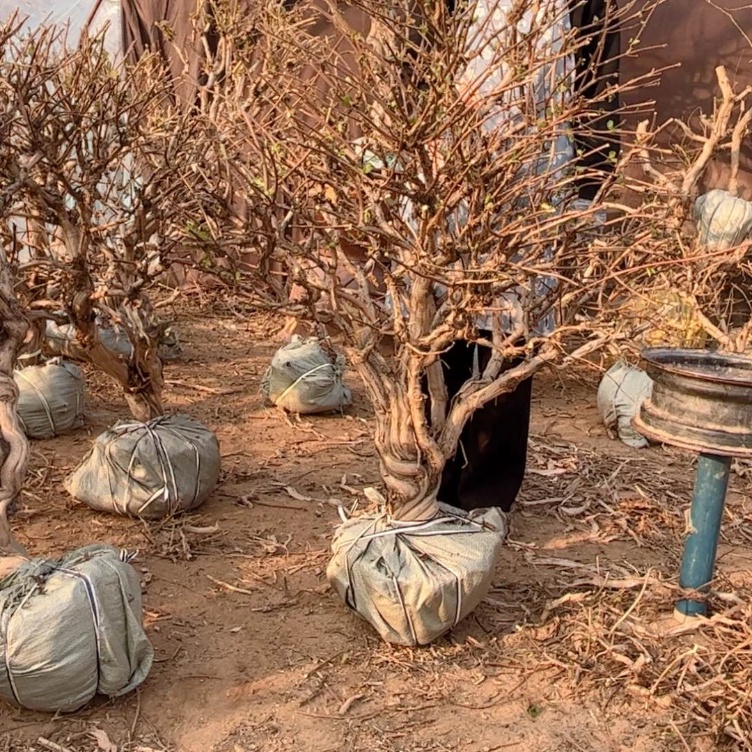辣***花全部花朵金银花888888