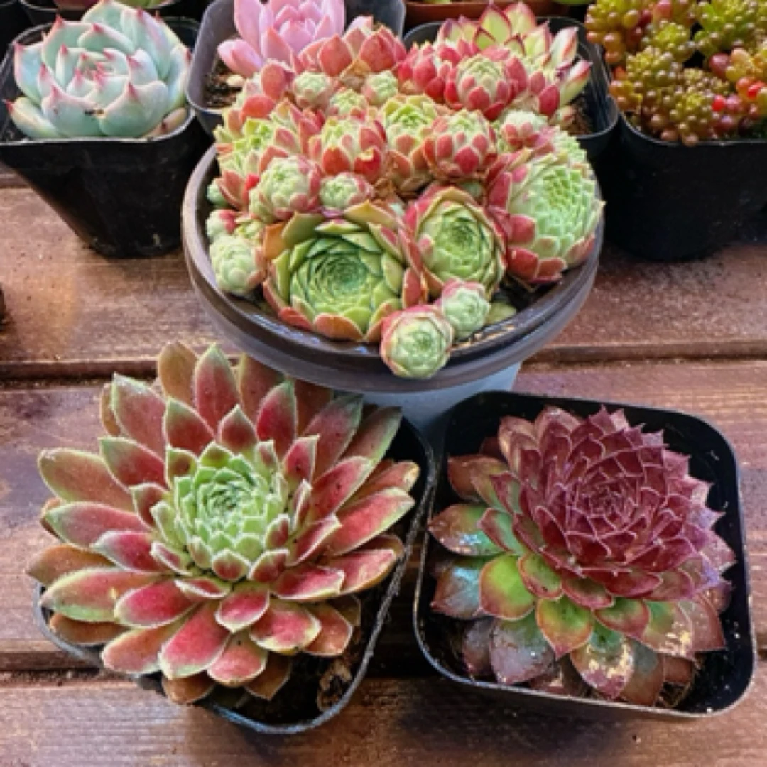 【满9.9包邮】长生草套餐3盆带盆土多肉植物以直播间展示为主