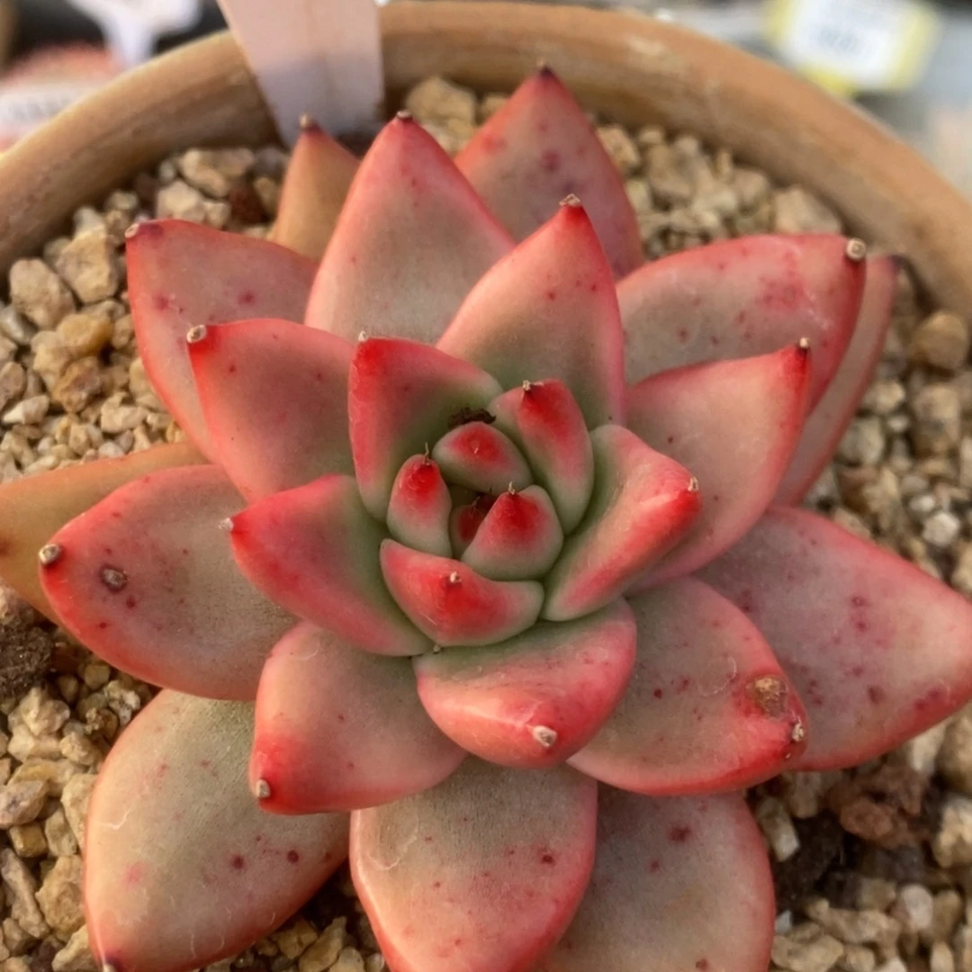 355东云杂锦锦锦锦锦锦