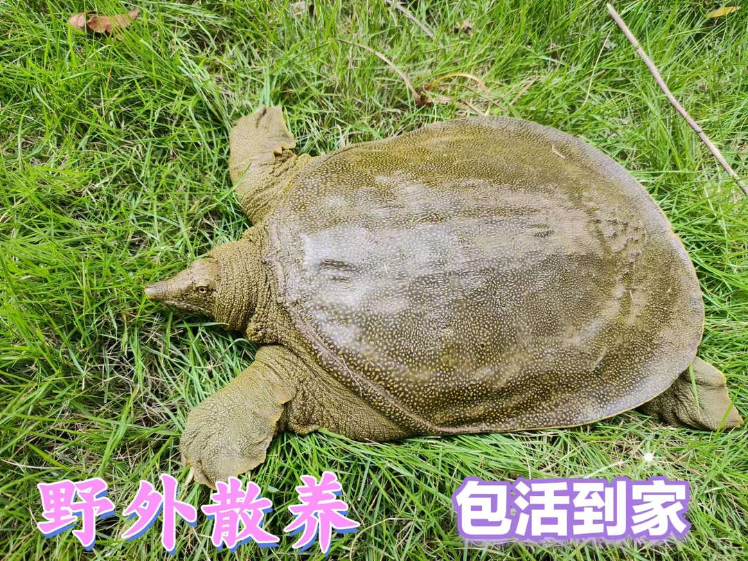 野外生1只野生外塘生态甲鱼水鱼团鱼放养野外海鲜散养水老鳖鲜活
