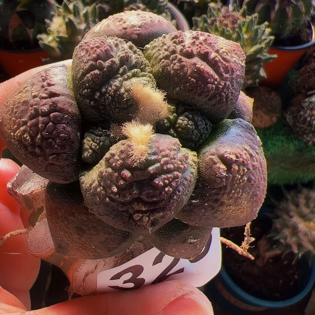 无花朵紫肌大尤连山325