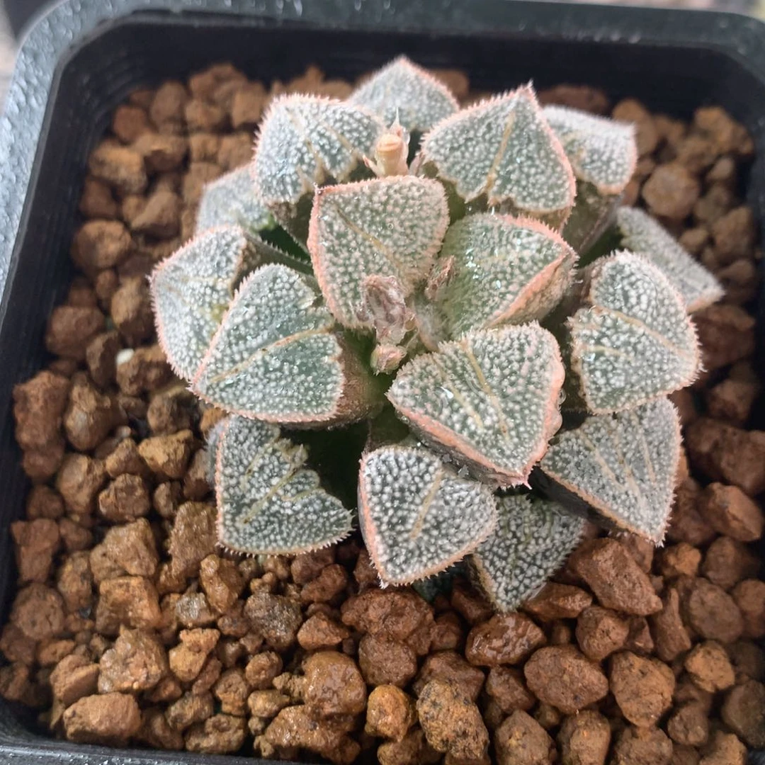 乙姬寿一物一拍带盆