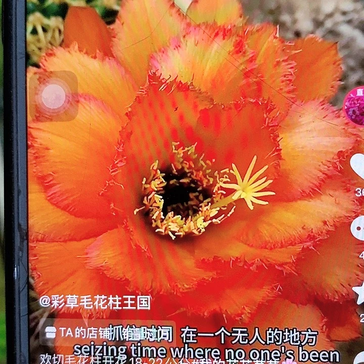 欢切侧芽5公分毛花柱