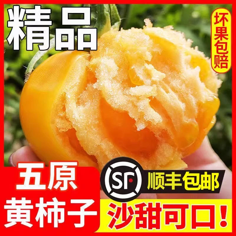 【顺丰】内蒙古五原黄柿子3/5/6斤现摘新鲜自然熟黄西红柿内蒙古自治区