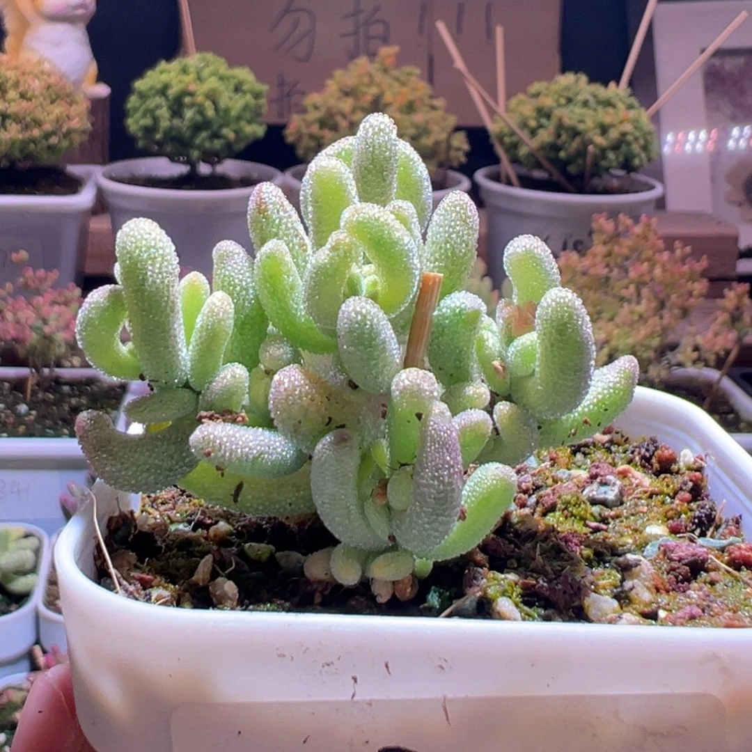 735紫闪光一物一拍包开箱