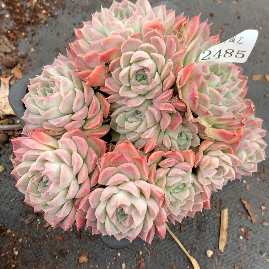 2485杂交多肉老桩