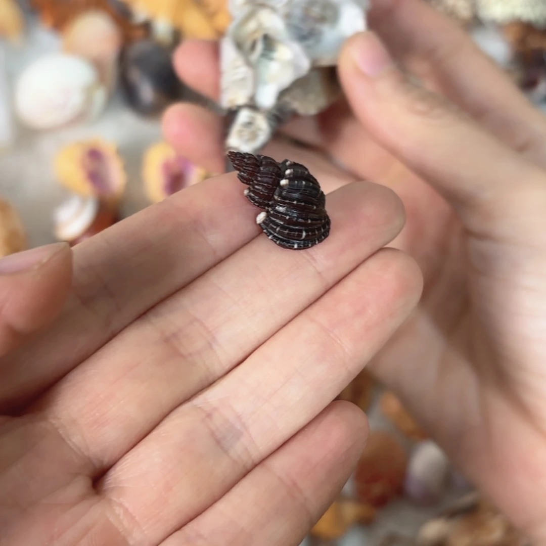 用***8天然海螺标本福利