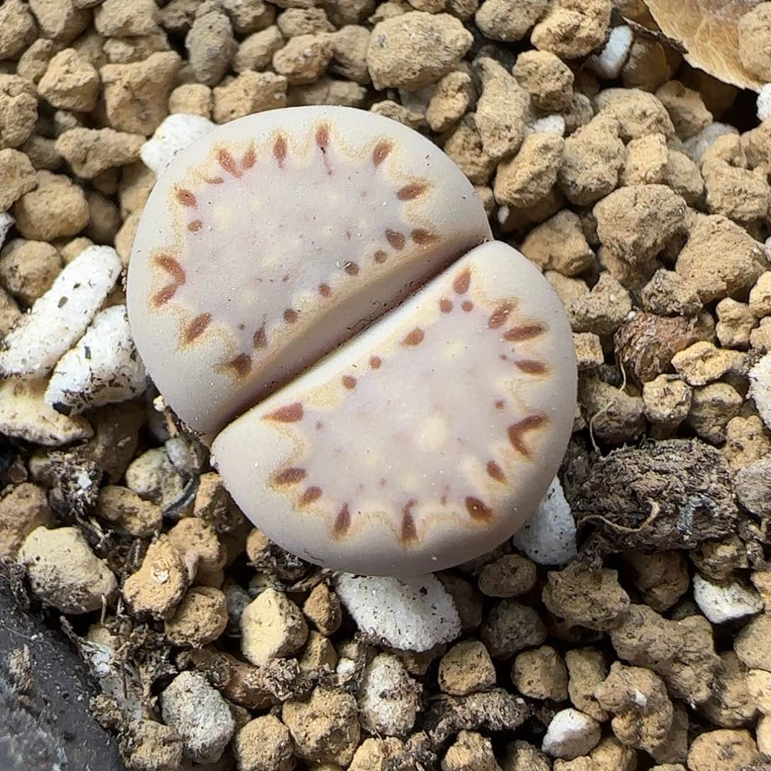 11.21.1621.015饼.9069尺寸1.5cm