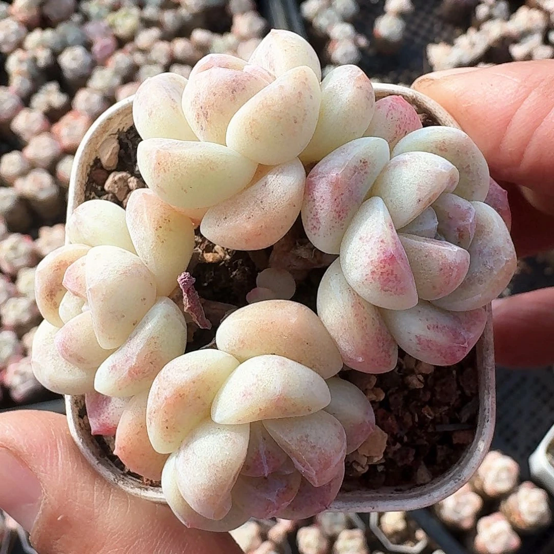 多肉4头血斑冰玉群生带仔