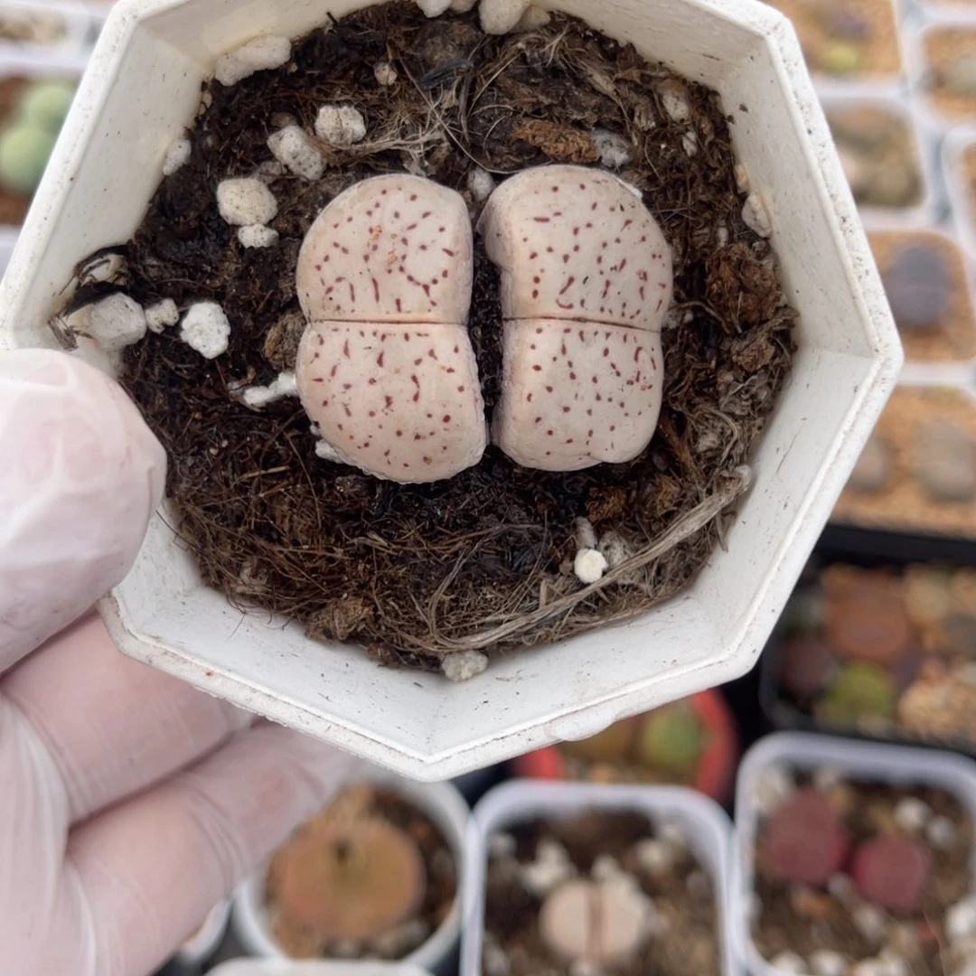 多肉植物一物一拍30