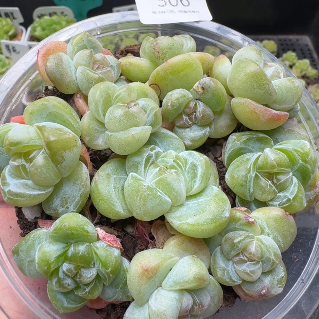 一物一拍一盒530-305