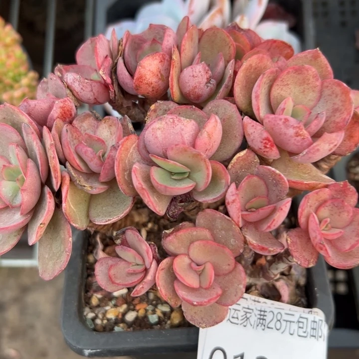 幸运的是我还没遇到过