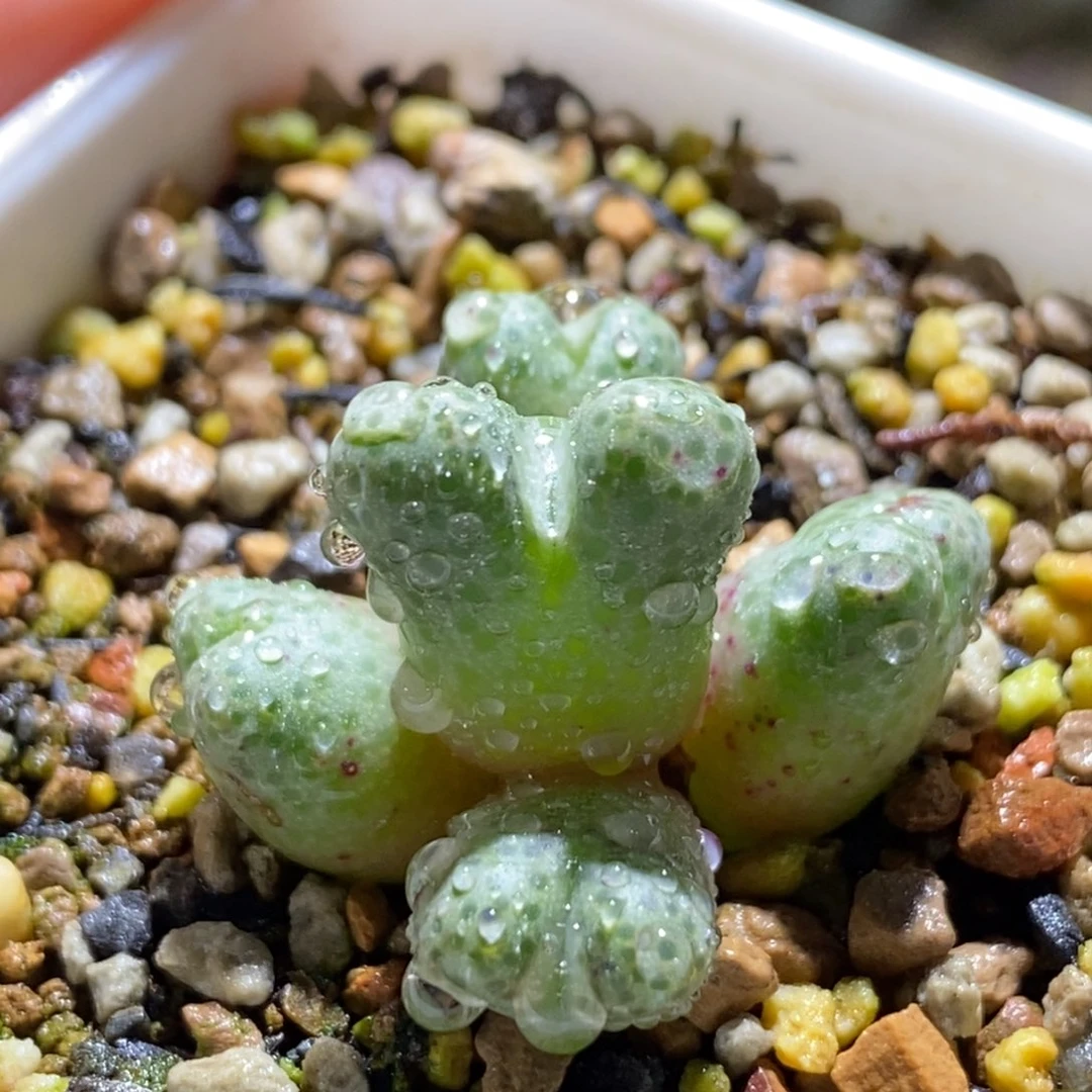 可爱的斑马一颗好看好看