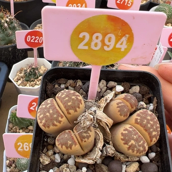 生石花四头群2894