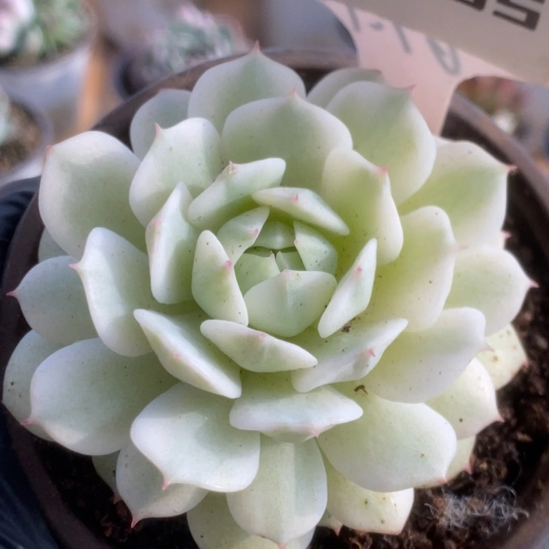 655静夜锦锦锦锦锦锦