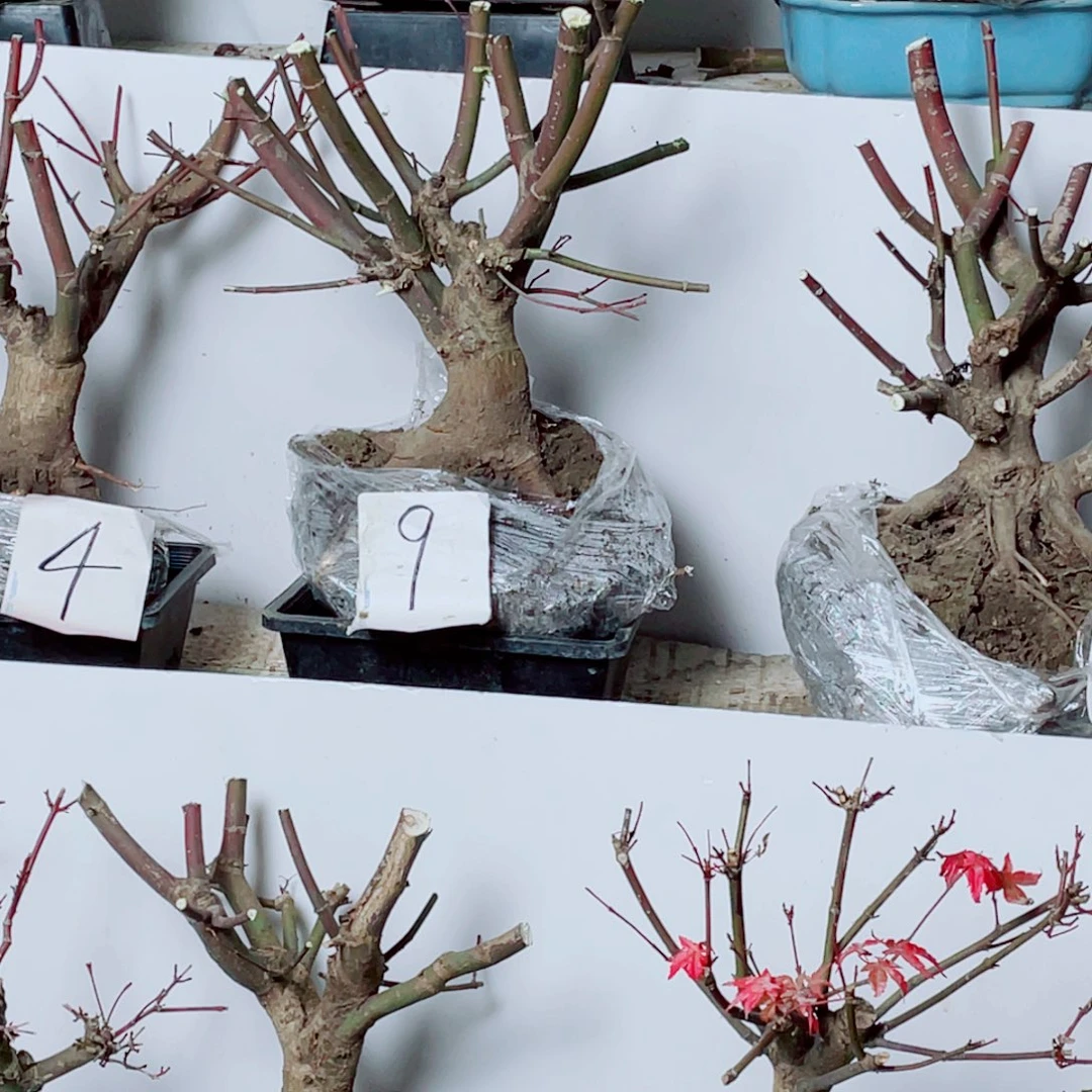 大***简无花朵出星星老桩