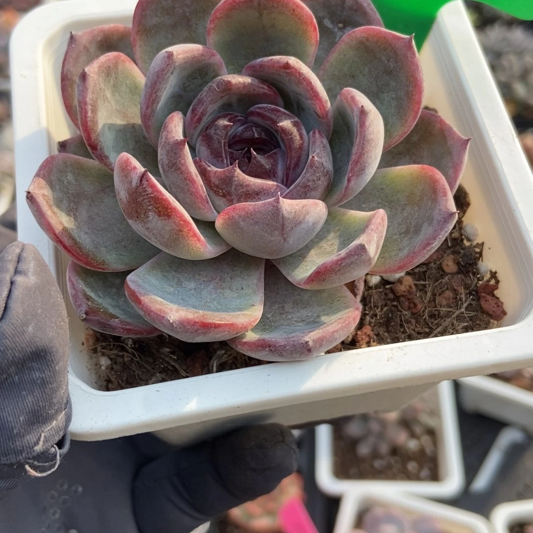 825黑橙多肉植物多肉