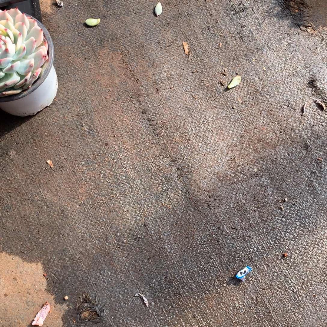 小***鱼311白胖子 一物一拍多肉