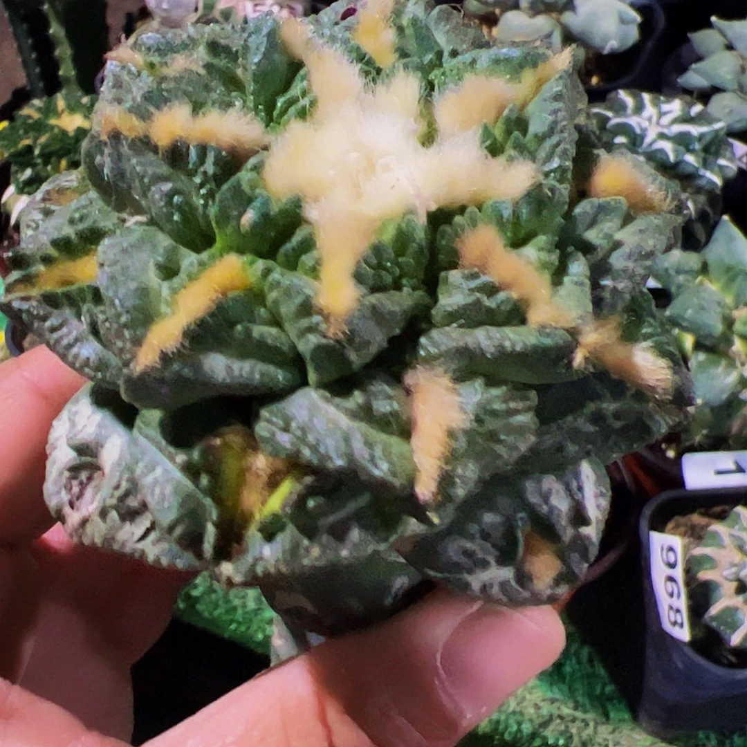 无花朵福利龟甲牡丹274