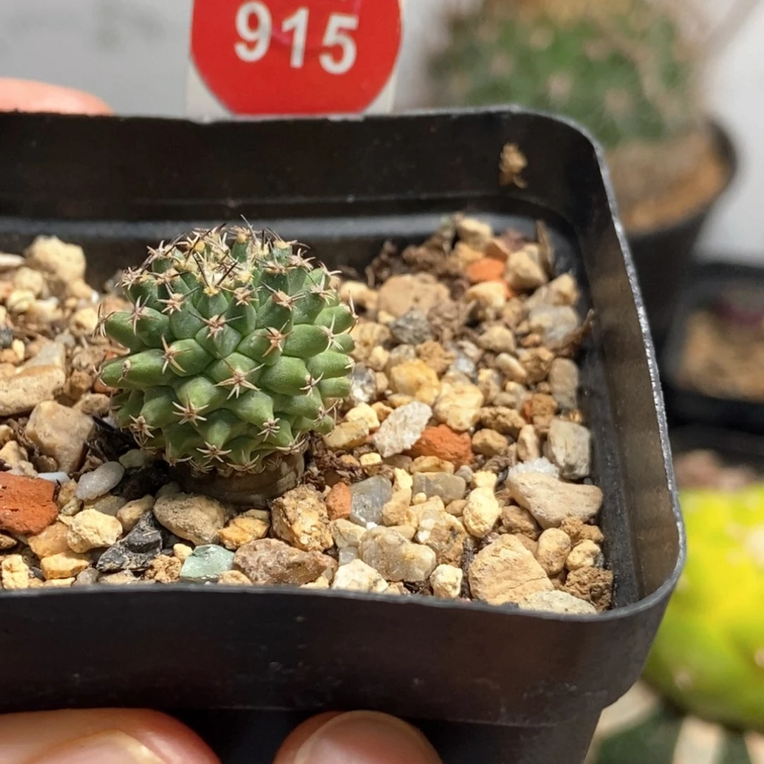 实生海胆娇丽2cm