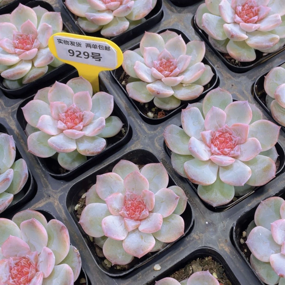 929号 钻石糖心粉黛珍妮一个