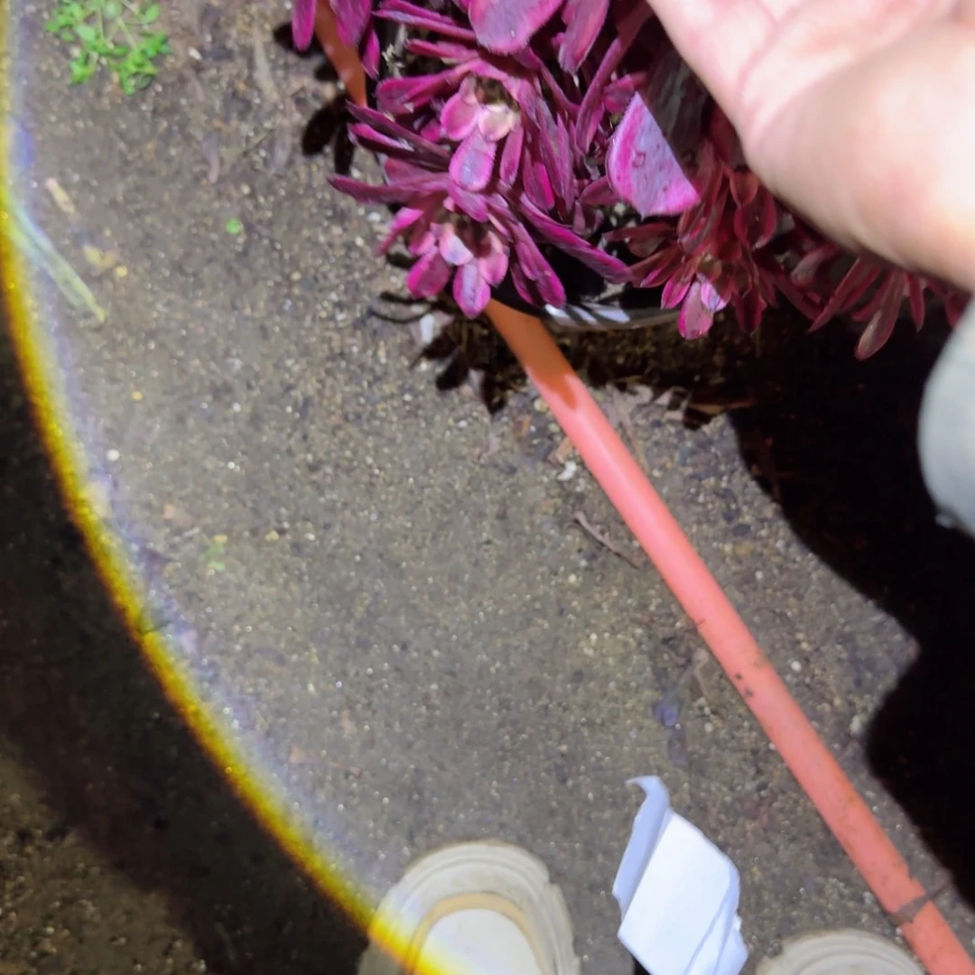 金刚法师多肉884