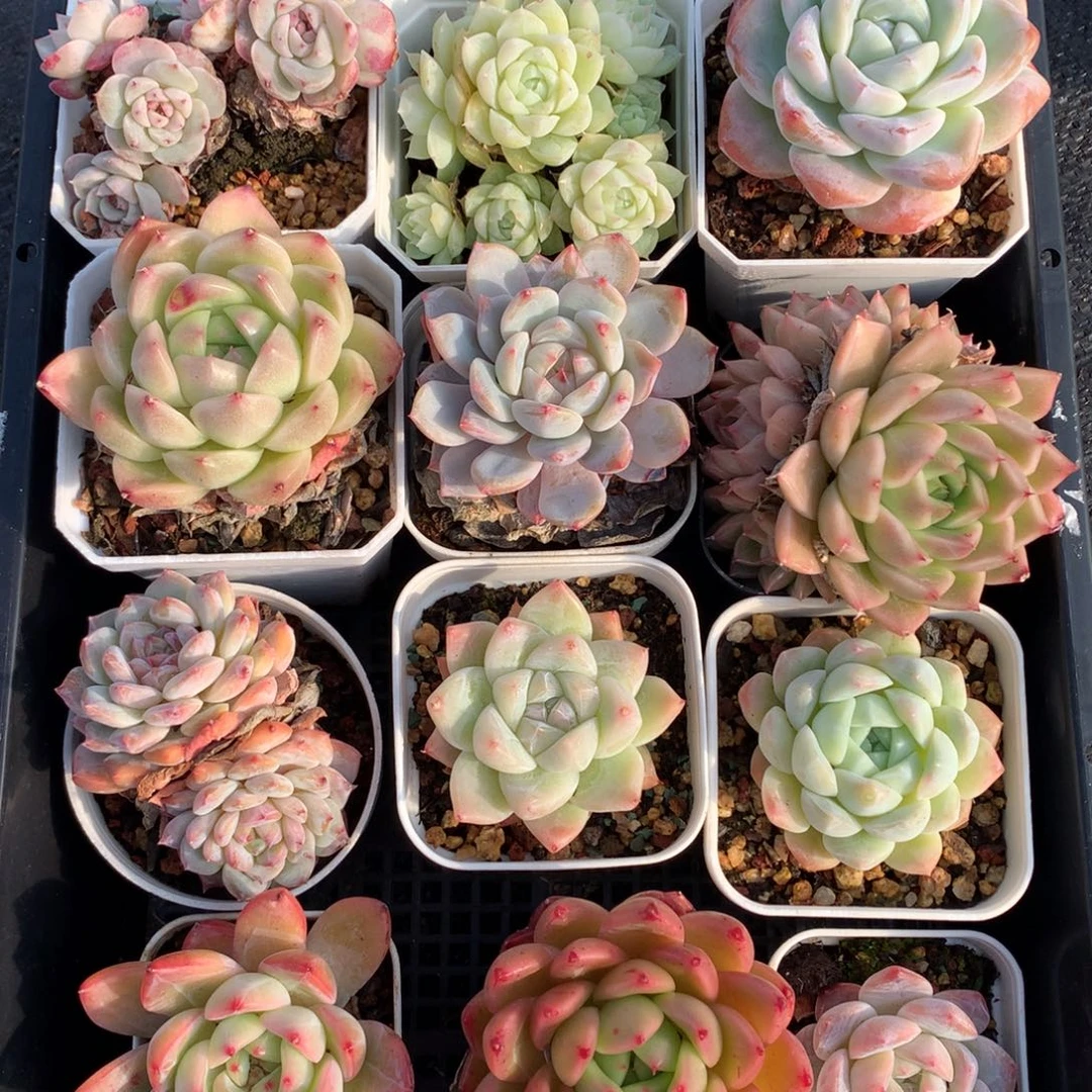 1217-04 套餐一组