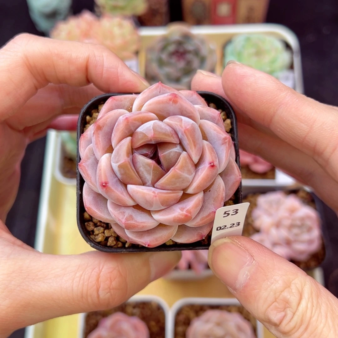 空鸣53、哈哈哈哈