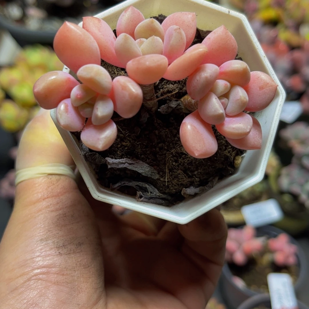 381粉桃花6厘米多肉