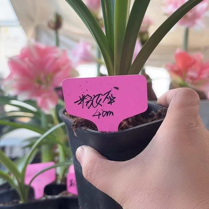 无花朵粉女巫朱顶红直径4cm