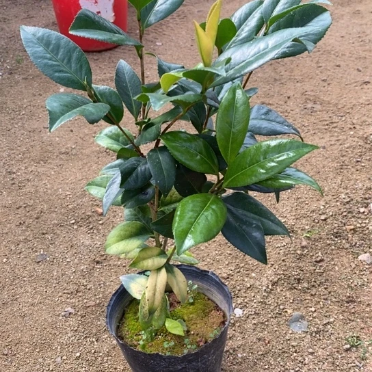 当前无花栽培后可以开花