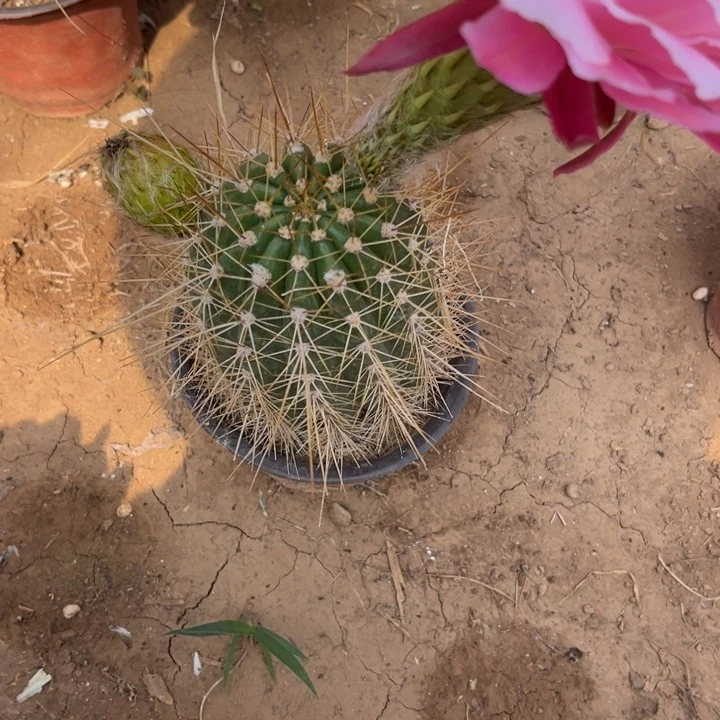 走****走631。毛花柱六六有干皮。