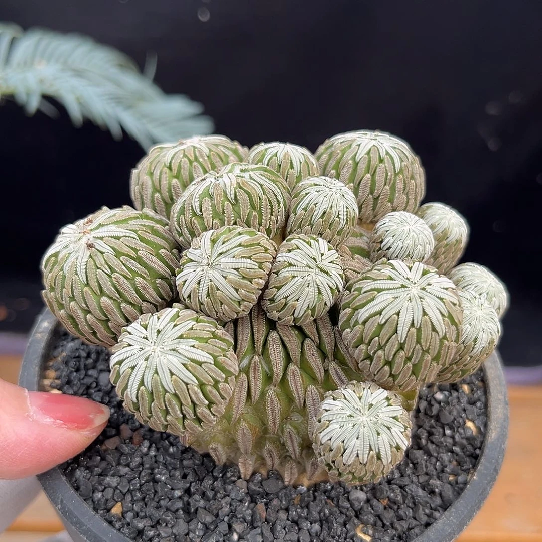 汤圆植物精巧丸漂亮