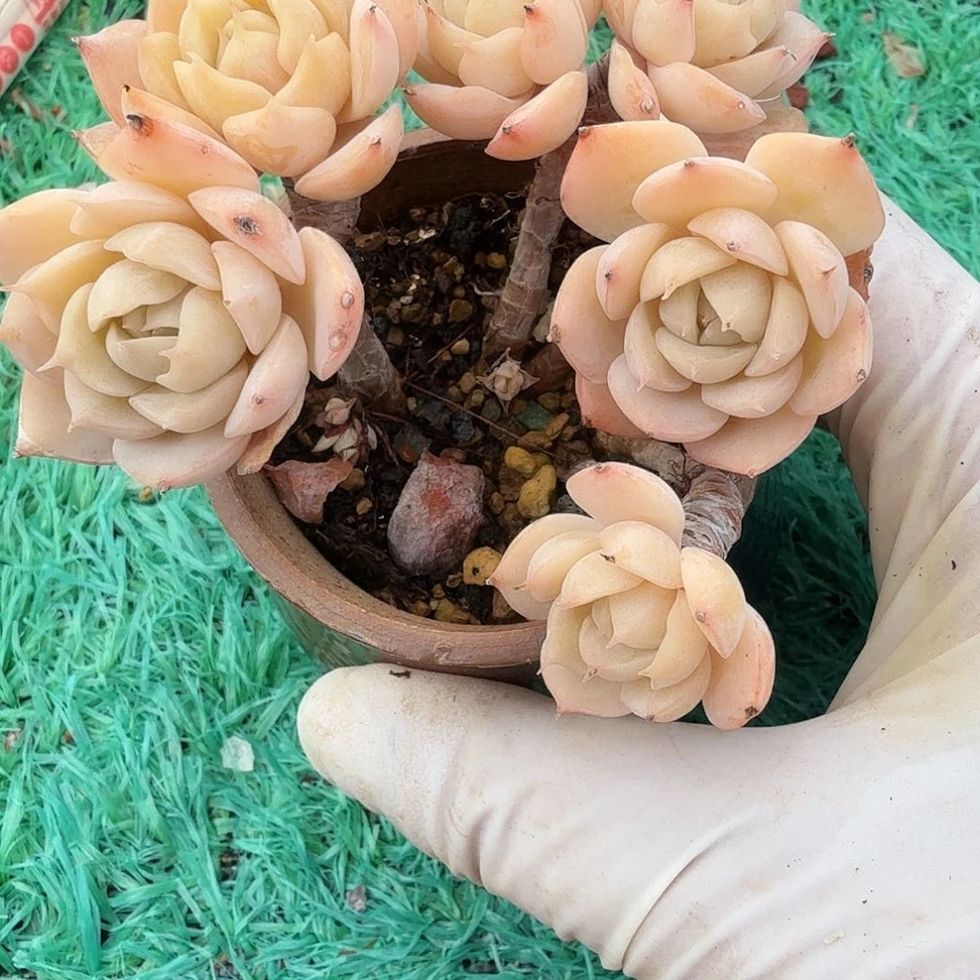 雪域蓝巴黎朵朵树包邮