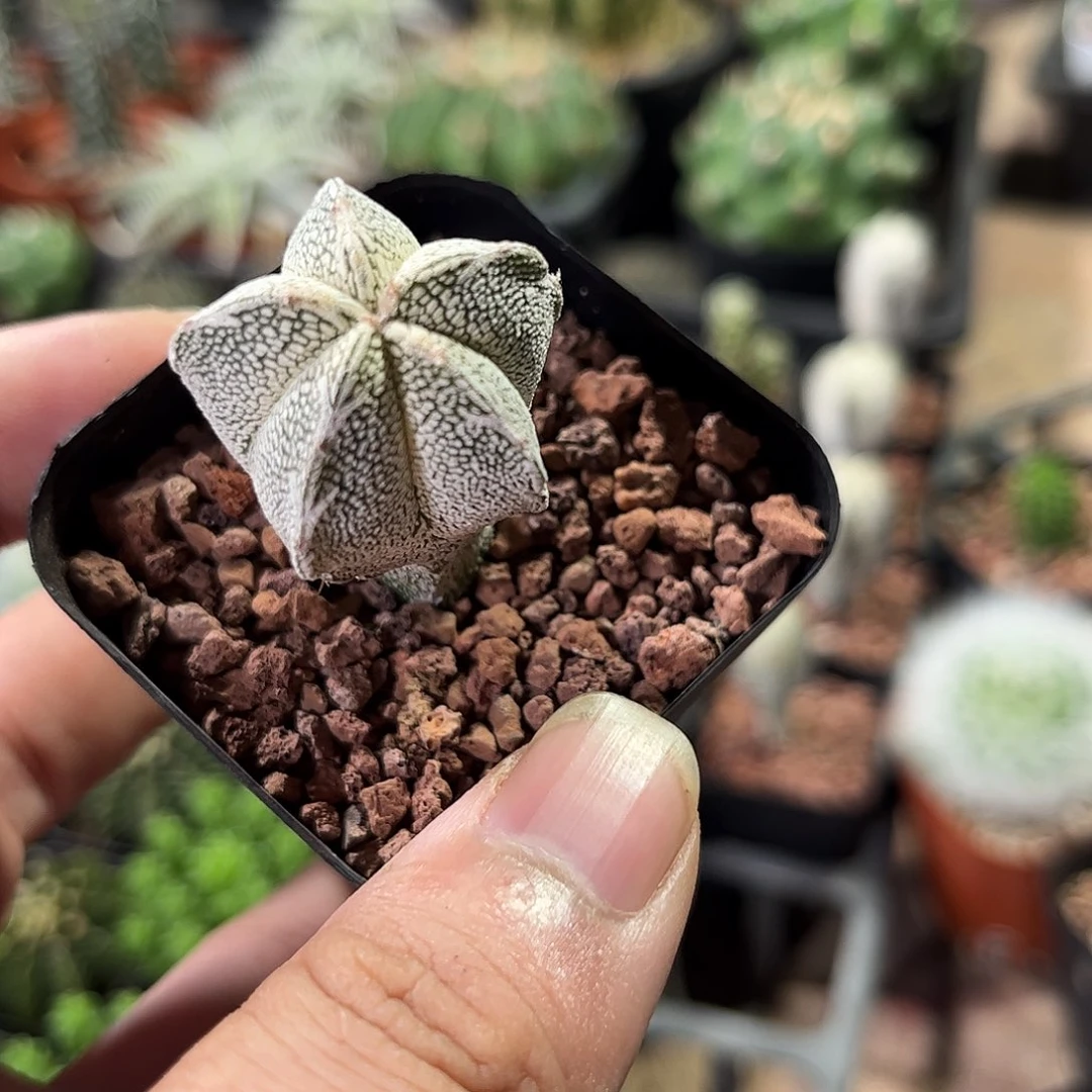 单头恩冢单头发货有根