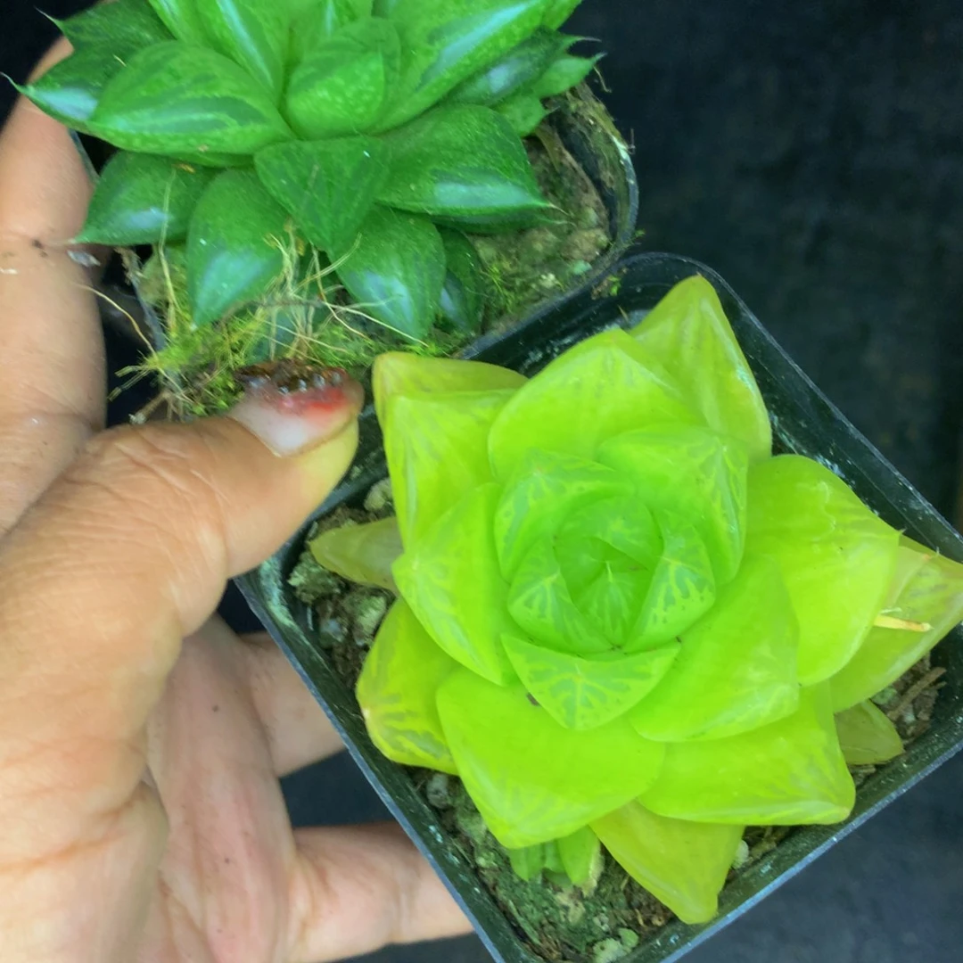 宝草 加黄金菊。（满9.99包邮不满9.9发叶子）