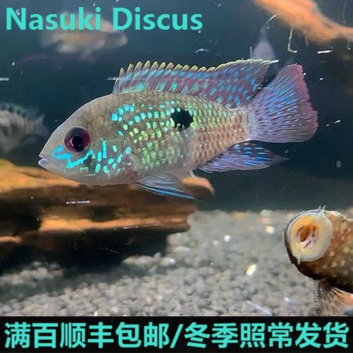 蓝玉凤凰鱼/满百顺丰/经典品种复活/短鲷/热带鱼/水草造景