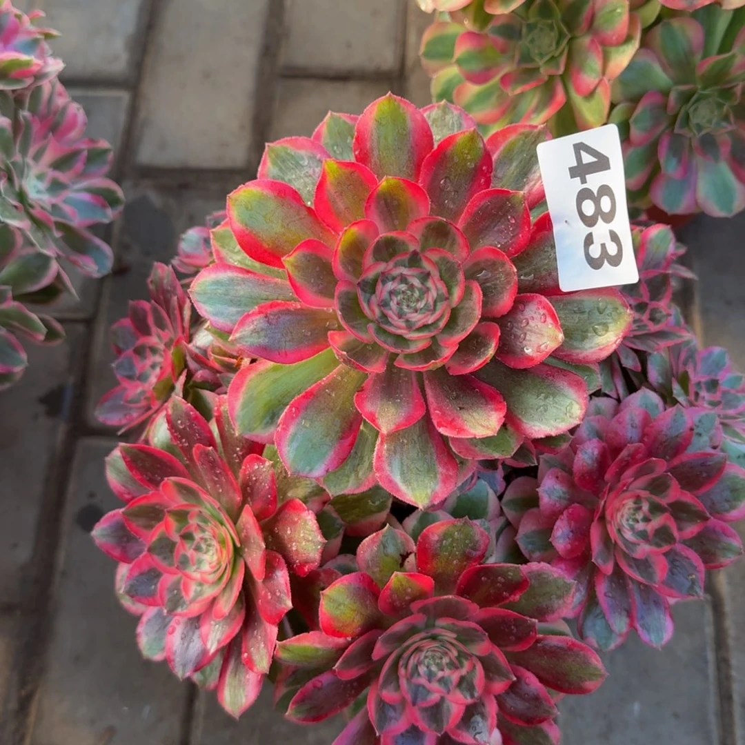 汪***溯多肉植物483赤子心法师