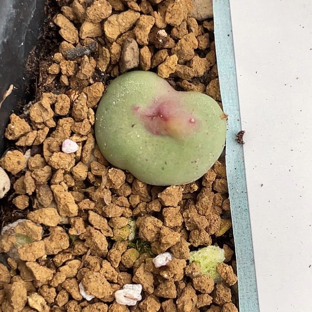 4-88中型嘴多肉植物变异