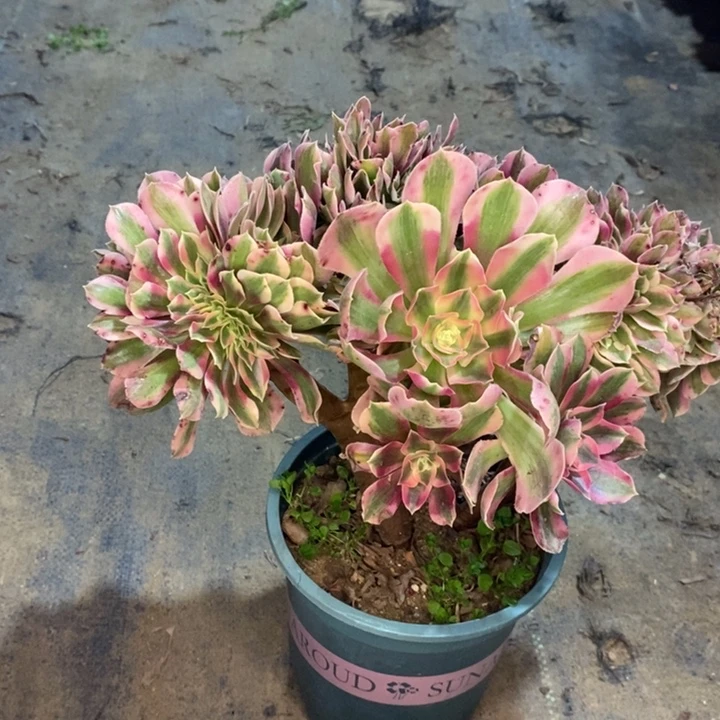 粉女巫缀多肉植物54